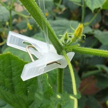 오이 집게 토마토 오이 덩굴 볏짚 볏짚 하우스 채소 만들기-49176, 레드 스몰 4000개