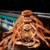 [당일조업 산지직송] 미식언니 최상급 수율 80%~90% 일반 프리미엄 자숙홍게 3kg, 프리미엄홍게3kg, 1개
