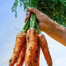 귤담원 구좌 흙당근 3kg 5kg 10kg, 1박스, 15.제주 구좌 흙당근 10kg 왕
