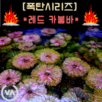 [수초폭탄] 기간한정 반값할인!!! 붉은수초의 기본 레드 카붐바 (35촉) / 쉬운수초 초보수초