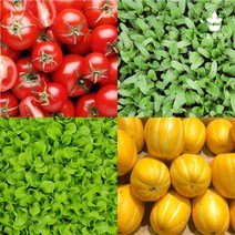 리틀플랜트 모종 모음 상추 고추 방울 토마토 옥수수 수박 참외 오이 호박 콩 텃밭 채소 깻잎 대파, 쌈채소모종, 잎들깨(쌈용) 5개