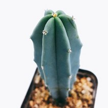 [선인장]용신목