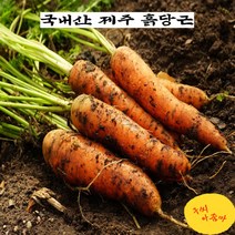 구씨아줌마 국산 국내산 제주 구좌 햇 당근 흙당근 특품 쥬스용 3kg 5kg 10kg, 흙당근(중), 1개
