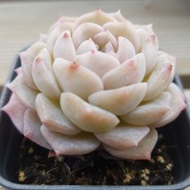 희귀 다육식물 세트 [특이하고 예쁜 12가지 다육이를 한눈에], 9번-퓨어러브