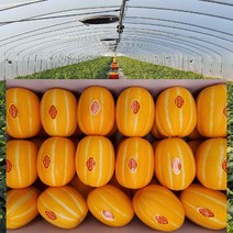 [ 산지직송 공주네 ] 성주참외 당도선별 꿀 참외 1kg 2kg 4kg 5kg 10kg 가정용 선물용 참외, 1box, 07.참외 가정용 /중과 5kg