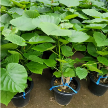 움베르타 휘커스(산소제조기) 대품 새로입고