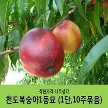착한가격 나무생각 복숭아묘목 묶음상품, 천도복숭아 1등묘(1단10주묶음)
