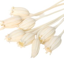 로맨틱노벰버 프리저브드 플로렌티나, 플로렌티나 아이보리