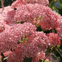 세종식물원 - 수국 특선 4종 택1, 4.핑크아나벨, 1개