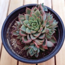 메비나 키우기 붉고 예쁜 다육30 랜덤발송, 단품