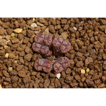 [다육생활] 펠루시덤 02 코노피튬 특이한 다육 식물, 1개