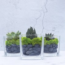 화분월드 천연 인테리어 자갈 모래 1.5KG, 흑자갈7호1.5kg