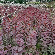 같이가치농원 신상품 자엽안개나무 묘목 스모크트리 (소엽) 2년생특묘