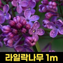 라일락나무 1m 개화주 분묘 묘목 라일락꽃 꽃나무 원예조경, 상세페이지 참조, 상세페이지 참조