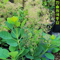 안개나무-왜성(영레이디) P9포트, 영레이디 P9