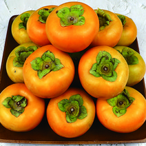 단감시세 햇단감 생감 땡감 후르츠 단감, 후르츠 단감 5kg 대과