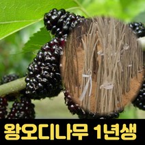 왕오디나무 특묘 1년생 과일나무 오디나무묘목 유실수, 1개