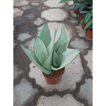 산세베리아 문샤인3촉/은은한 에메랄드색