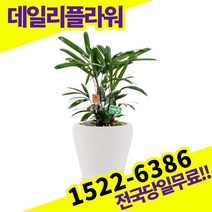 관음죽 개업축하화분배달 개업식 개업선물 식당 카페 개원 집들이 승진 취임 부임 영전 전국당일 실내관엽식물 배송