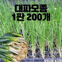 모두다팜 대파모종 파모종 외대파모종 200구, 대파모종(200구)