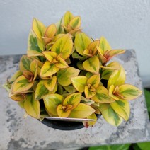 옐로우피쉬 황금레마탄 소품 10-25cm 49