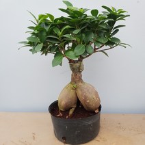인삼펜더