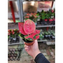 태국콩 아글레오네마 태국콩 15~25cm 79, 1개