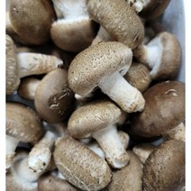 영양만점 송이고버섯 1kg 고기보다 쫄깃한 식감 송이버섯의 향까지 겸비 합리적 가격 송이고 버섯, 1개, 1등급 1kg
