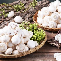 보령머쉬팜 양송이버섯/포타벨라버섯(500g 1000g 2000g), 포타벨라버섯500g