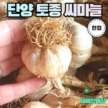 농사친구 2022 단양 육쪽마늘 씨마늘 한지형 햇 마늘 특상품 토종 종자 반접 한접, 한접   재배안내장