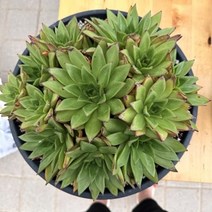 [해와달다육] 지젤 다육이 (수입 거의뿌리내림), 1개