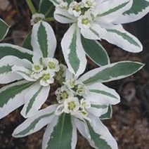 야생 설악초 관상용 야생화 꽃씨 종자 씨앗 품종 30립, 쿠팡 블루스토어 본상품선택, 1개