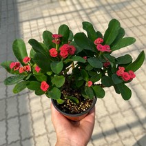 미니농장 빨강노랑꽃기린 다육식물 선인장 사계절꽃 공기정화 꽃화분 화초, 빨강꽃기린