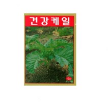 건강케일(녹즙용) 씨앗 채소 케일종자(1000립) MK053