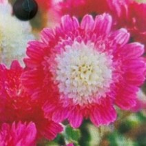 꽃모종/백봉(분재국화) 9cm포트/3개 KM1096