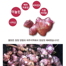 여주자색돼지감자 5kg 자색 생 돼지감자 뚱딴지 장아찌 차, 참구수한 자색 생 돼지감자 5kg