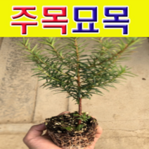 (D소망)주목 묘목 실생2년생 포트 10그루