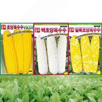 초당옥수수 씨앗 얼룩초당옥수수씨 백초당옥수수 종자 3종 세트, 단품