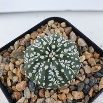 [메카다육]41-0623 슈퍼투구(실생 선인장)화분포함 다육식물 다육금 다육철화 두들레야 아프리카식물 코노피튬 하월시아 수입다육이 국민이, 1개