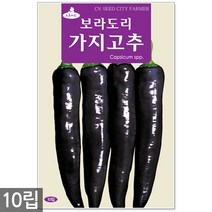 노랑 당근 씨앗 2000립 - 씨 당근씨앗 당근씨 노란색당근 노랑당근씨앗 노란당근 주말농장 텃밭, 05_보라도리가지고추(10립)