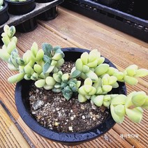 벽어연금 중품 다육식물 국민 다육이