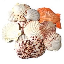 조개껍질 ( 500g ) 조개껍데기 16가지종류 단품 혼합 천연 자연, 조개껍질 7