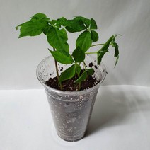 교육용 학습용 체험용 새싹인삼키우기 1년근3뿌리(컵 상토 묘삼 젓가락)이레새싹삼
