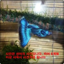 고정구피 일렉트닉모스크블루(EMB) 구피, 치어10마리