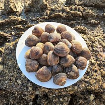쫄깃쫄깃 제철 노랑 새조개 500g, 단품