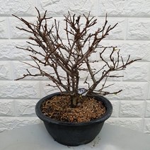 백장수매화78 - 장수매화