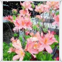 같이가치농원 철쭉나무 묘목 (홍황철쭉) H03전후 5주묶음