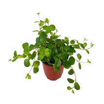 팡팡플랜트 실내 공기정화식물, 1개, 신홀리페페(10cm)