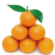 황금향 10kg 제주 직배송 (가정용), 중과