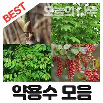합리적 가격의 우수한 약용수 나무묘목 판매(두릅 음나무 헛개나무등), 01.접목구지뽕나무 접목묘